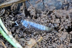 Chaetophiloscia elongata