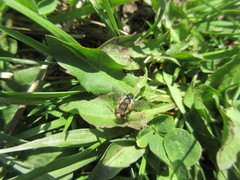 Anasimyia bilinearis