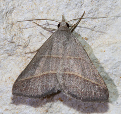 Hemeroplanis parallela