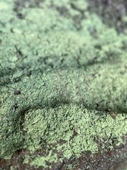 Botryolepraria lesdainii
