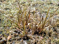 Carex rubicunda
