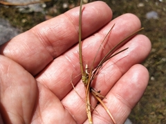 Carex rubicunda