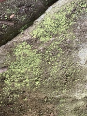 Botryolepraria lesdainii