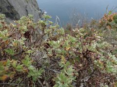 Dasiphora mandshurica