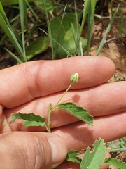 Sida alba