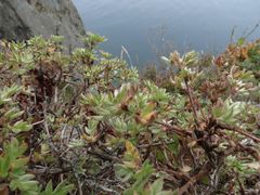 Dasiphora mandshurica