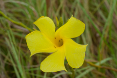 Pentalinon luteum