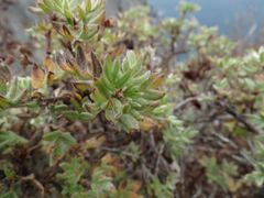 Dasiphora mandshurica