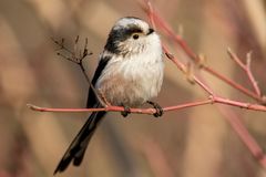 Long-tailed Tit - Photo (c) Alexis Lours, some rights reserved (CC BY), uploaded by Alexis Lours