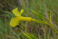 Pentalinon luteum