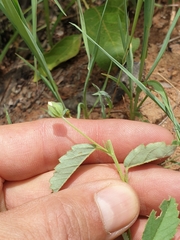 Sida alba