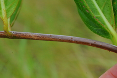 Pentalinon luteum
