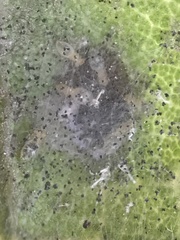 Aceria mackiei