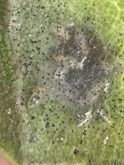 Aceria mackiei