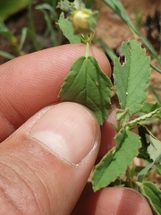 Sida alba