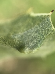 Aceria mackiei