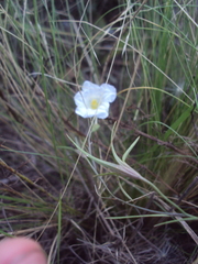 Nierembergia rigida