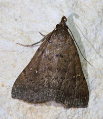 Hypenula cacuminalis