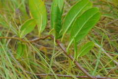 Pentalinon luteum