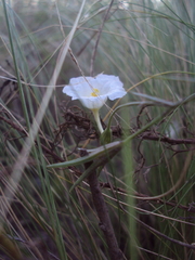 Nierembergia rigida