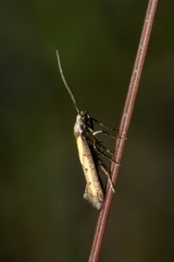 Ochromolopis ictella