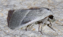 Leucocnemis nivalis
