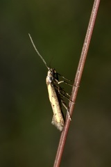 Ochromolopis ictella