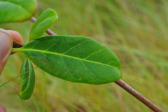 Pentalinon luteum