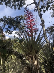 Tillandsia gymnobotrya