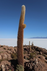 Trichocereus atacamensis