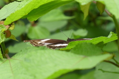 Protogoniomorpha cytora
