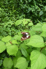 Protogoniomorpha cytora