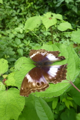 Protogoniomorpha cytora