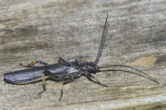 Austroperla cyrene