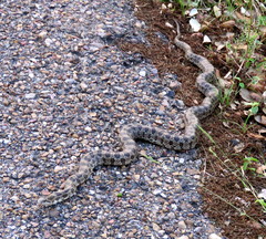 Lampropeltis calligaster