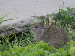 Galea leucoblephara