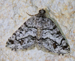 Macaria graphidaria
