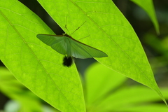 Stemorrhages sericea