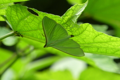 Stemorrhages sericea