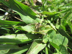 Anasimyia bilinearis