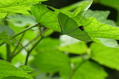 Stemorrhages sericea