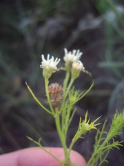Baccharis ulicina