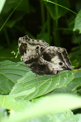 Protogoniomorpha cytora
