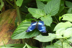 Protogoniomorpha cytora