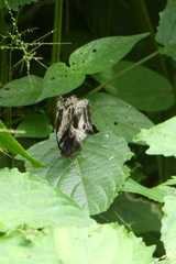 Protogoniomorpha cytora