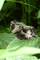 Protogoniomorpha cytora