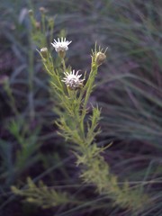 Baccharis ulicina