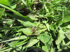 Anasimyia bilinearis