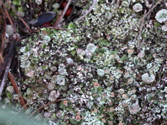 Cladonia pocillum