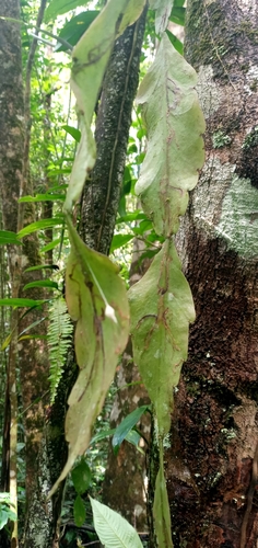 Rhipsalis crispata, photograph 6